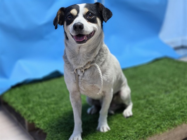 Junior, a Terrier, available for adoption