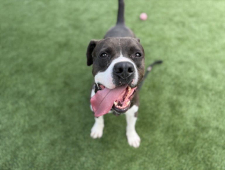 Rocko, a Pit Bull Terrier, available for adoption