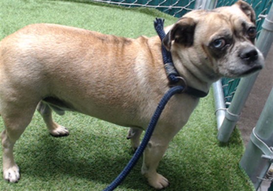 Mac, a Chihuahua, available for adoption
