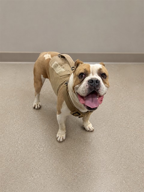 Squishy, a American Bulldog, available for adoption