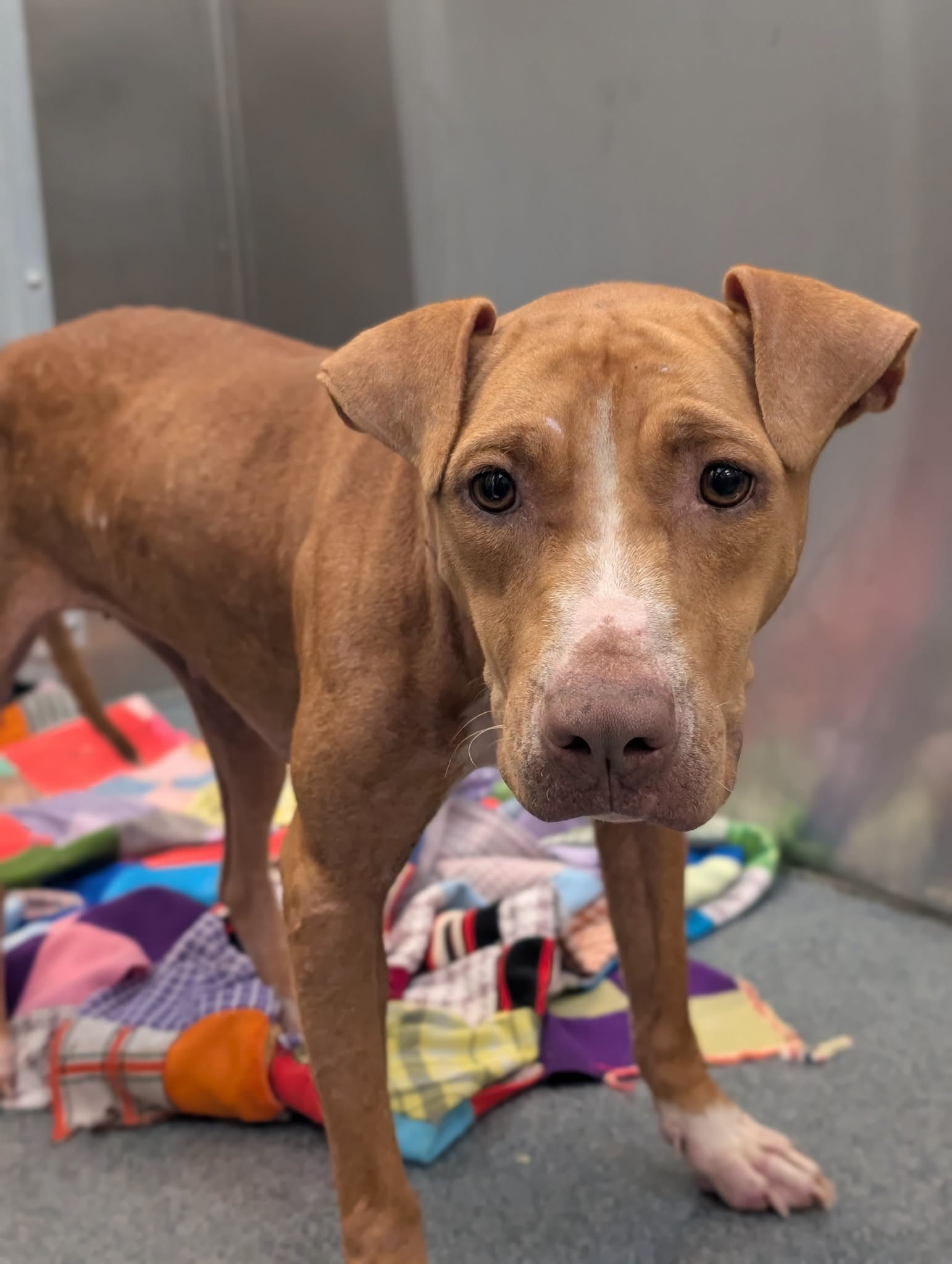 Sweets, a American Staffordshire Terrier, available for adoption