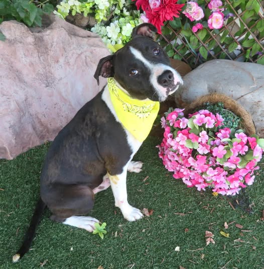 Keenan, a Pit Bull Terrier, available for adoption