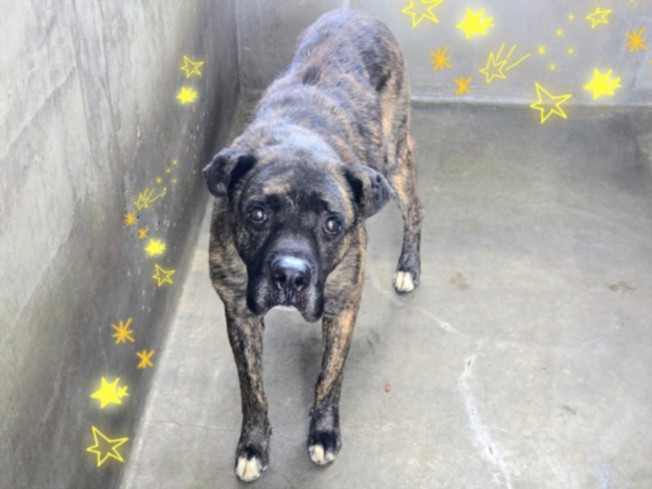 Isaac, a Cane Corso Mastiff, available for adoption