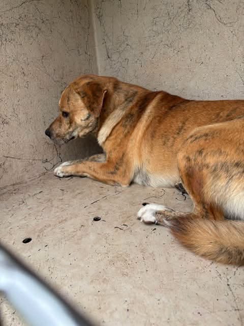 Chico, a German Shepherd, available for adoption