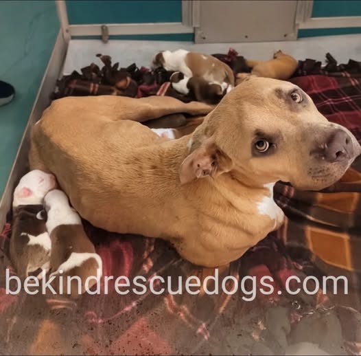 A478510, a Pit Bull Terrier, available for adoption