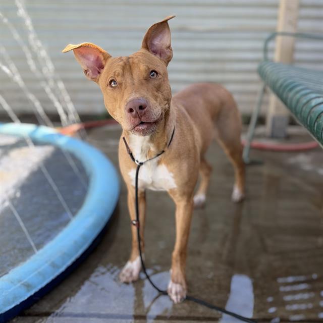 True, a Staffordshire Bull Terrier, available for adoption