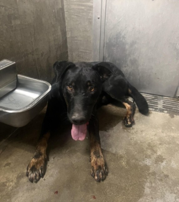 Frank, a German Shepherd, available for adoption