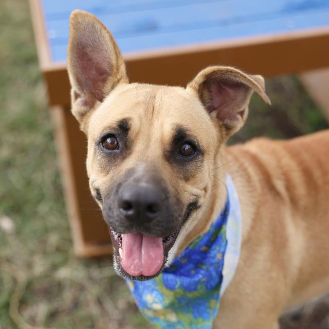 A746575, a Shepherd (mix breed), available for adoption