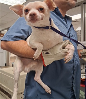 Tony, a Chihuahua, available for adoption