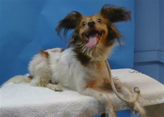 Cg, a Papillon, available for adoption