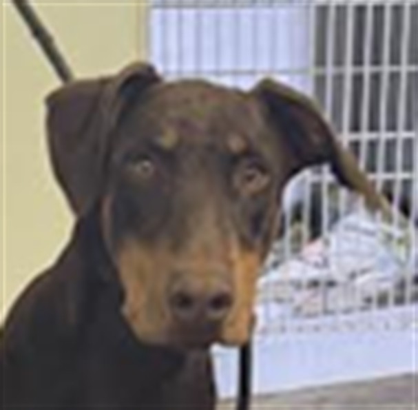 Hanzel, a Doberman Pinscher, available for adoption