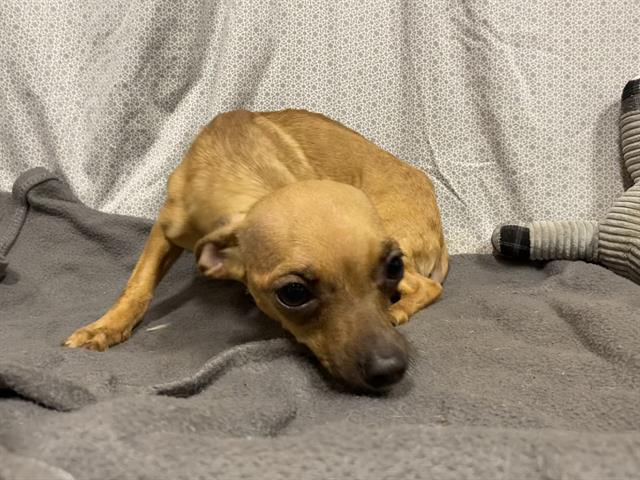 Chalupa, a Chihuahua, available for adoption