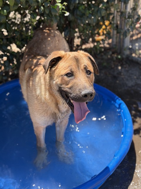 Presley, a Shepherd (mix breed), available for adoption