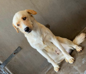 A596297, a Labrador Retriever (mix breed), available for adoption