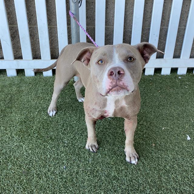 Luna, a Pit Bull Terrier, available for adoption