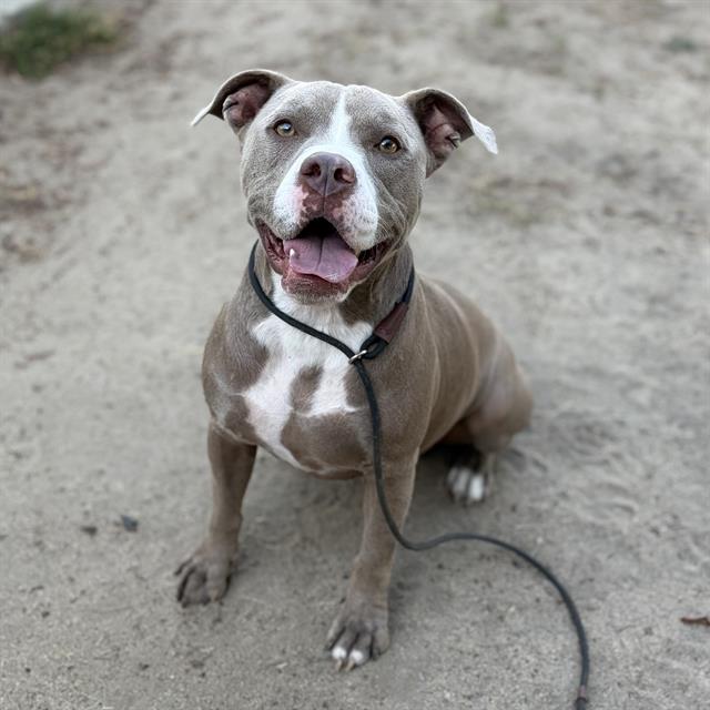 Adoptable pet photo