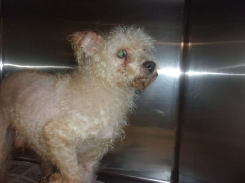 Yoshi, a Terrier (mix breed), available for adoption