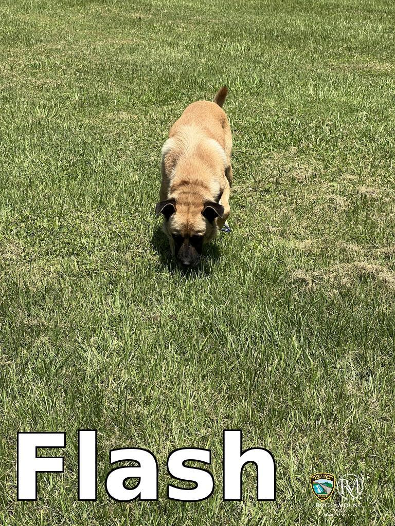 Other Photos of thie Dog