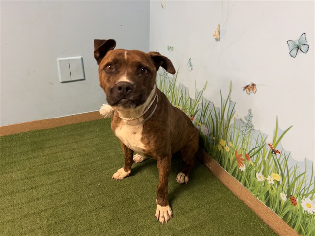 Adoptable pet photo