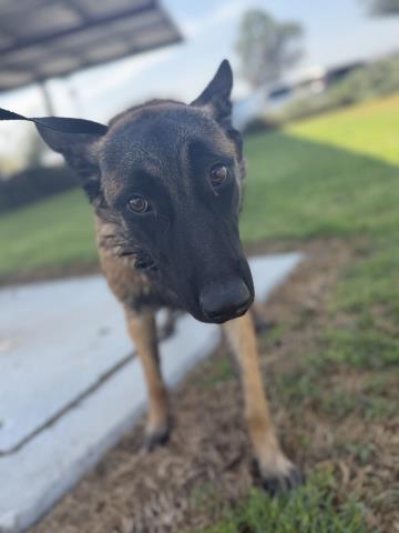 Adoptable pet photo