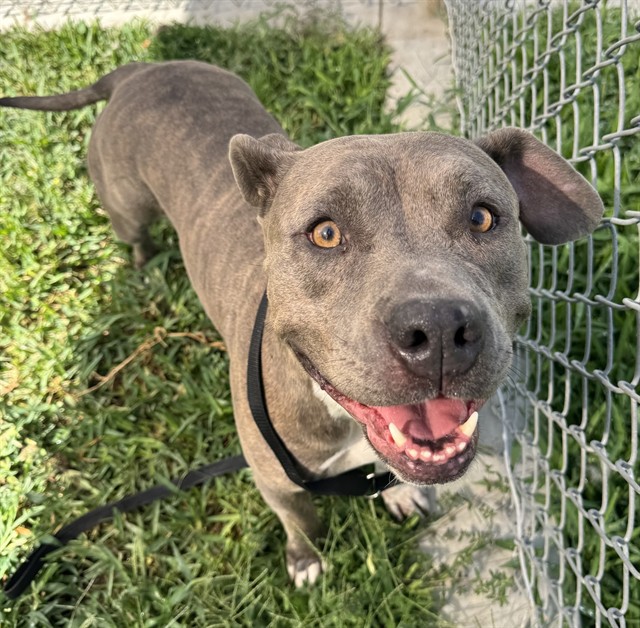 Adoptable pet photo