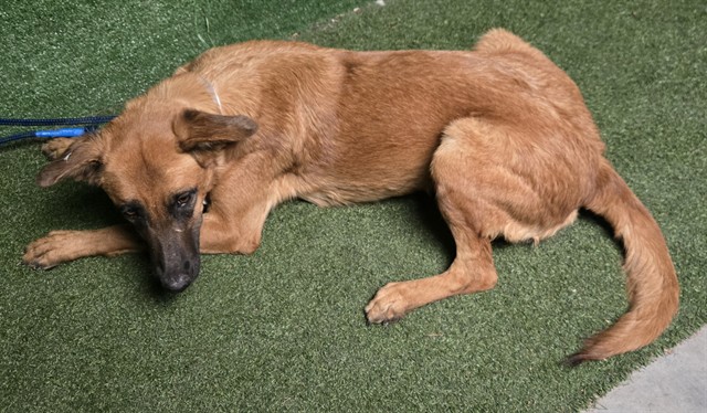 Adoptable pet photo