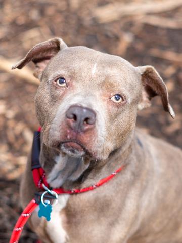 Adoptable pet photo