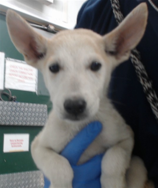 Adoptable pet photo