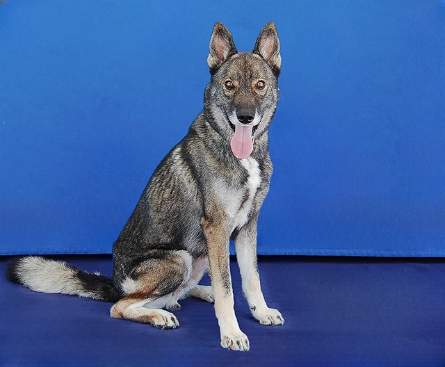 Scar, a German Shepherd, available for adoption