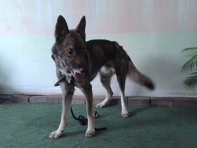 Adoptable pet photo
