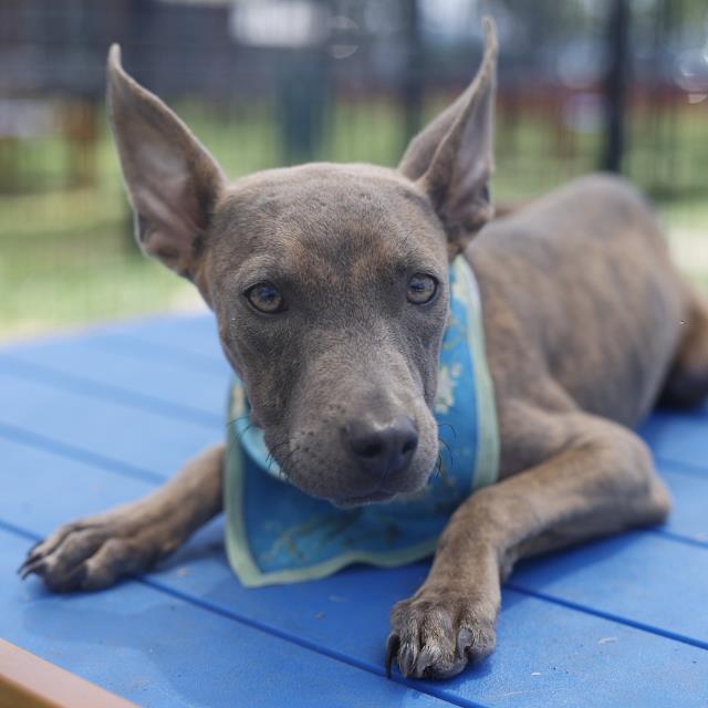 Adoptable pet photo