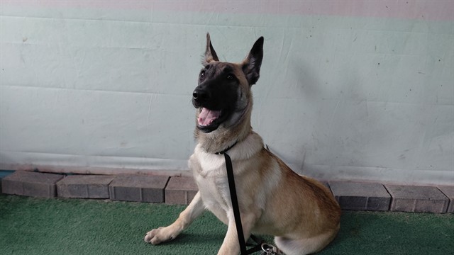 Adoptable pet photo