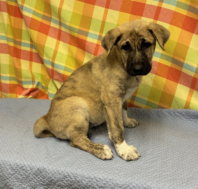 Pom Pom, a German Shepherd, available for adoption