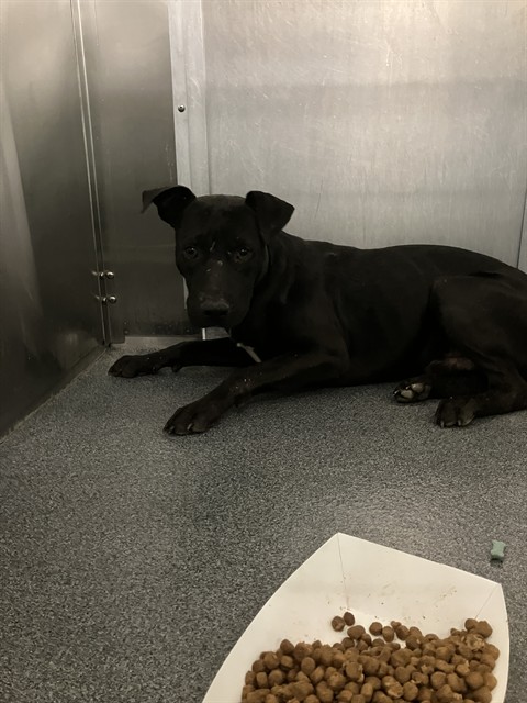 Dekamus, a Pit Bull Terrier (mix breed), available for adoption