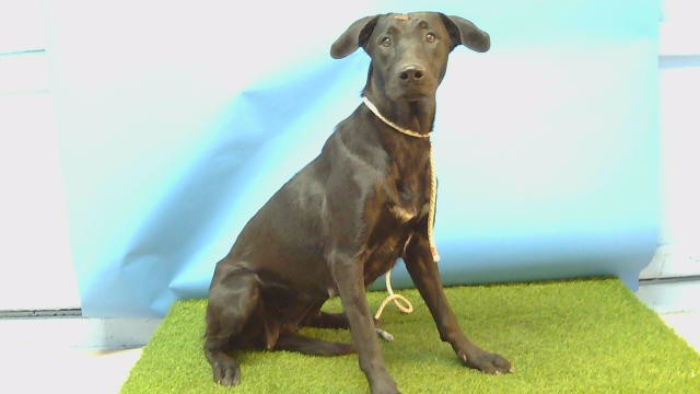 Cinch, a Labrador Retriever, available for adoption