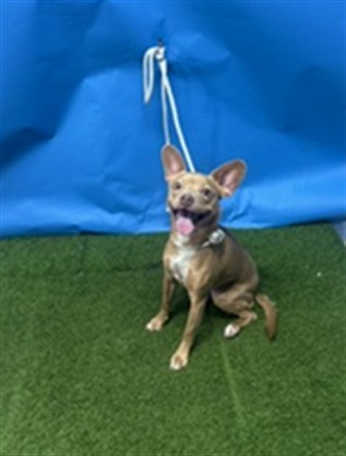 Jade, a Chihuahua, available for adoption