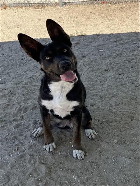 Shayla, a Shepherd (mix breed), available for adoption