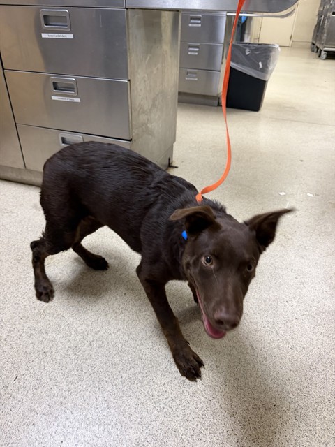 Rocky, a Australian Kelpie, available for adoption