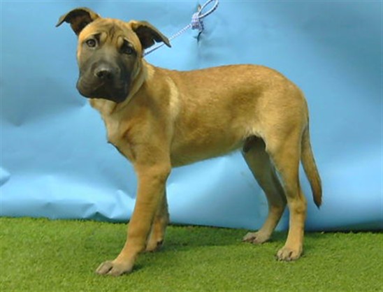 Leo, a Shar Pei, available for adoption