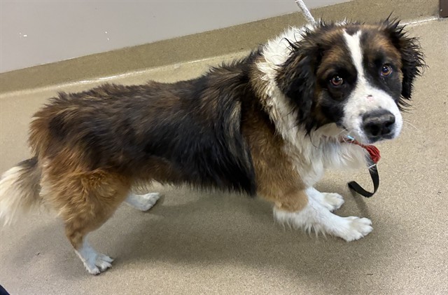Rocky, a Australian Shepherd, available for adoption
