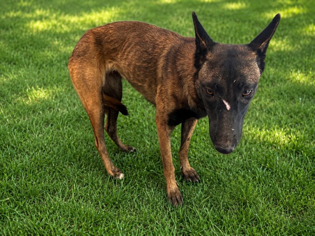 Sabrina, a Belgian Shepherd Malinois, available for adoption
