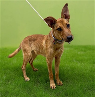 Honey Bun, a German Shepherd, available for adoption