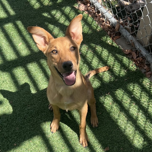 Honey Bun, a German Shepherd, available for adoption