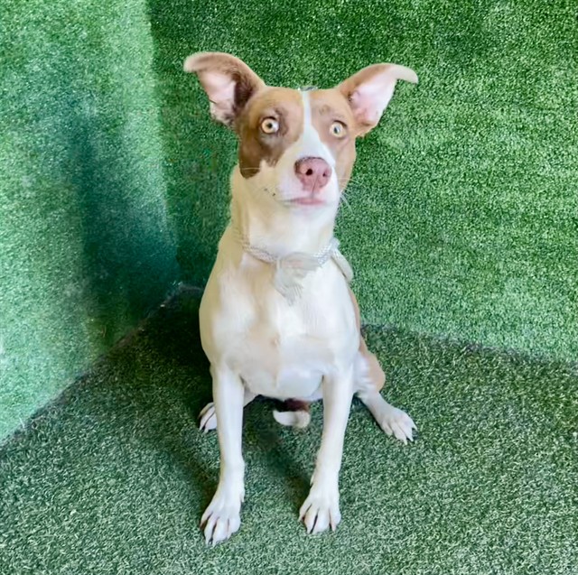 Batgirl, a American Staffordshire Terrier, available for adoption