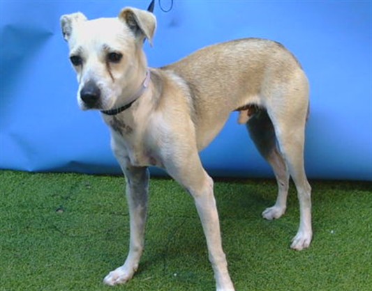 A5795703, a Terrier, available for adoption