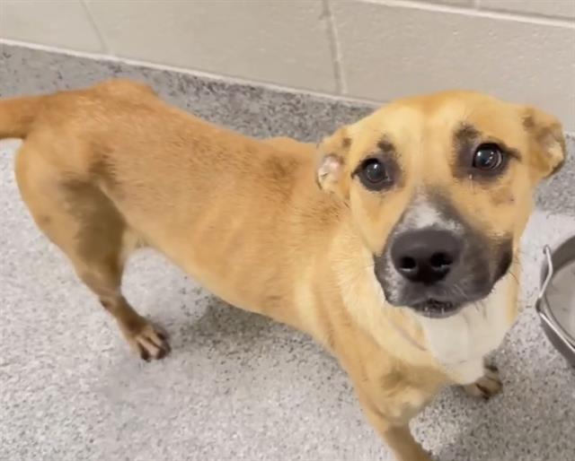 Syriah, a Shepherd, available for adoption