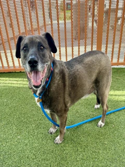 Duke, a American Staffordshire Terrier, available for adoption