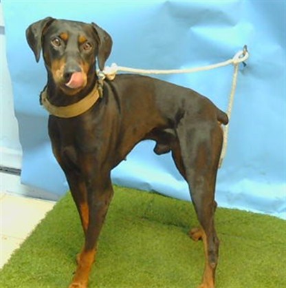 Rex, a Doberman Pinscher, available for adoption