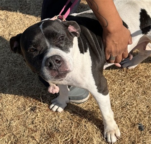 Bailey, a Bull Terrier (mix breed), available for adoption