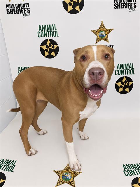 Jessenia, a American Bulldog (mix breed), available for adoption